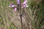 Eustis Lake beardtongue